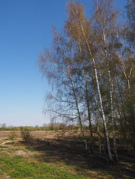 Kalkense Meersen (België)